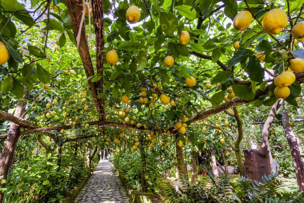 Villa Maresca B&B Piano di Sorrento Eksteriør bilde